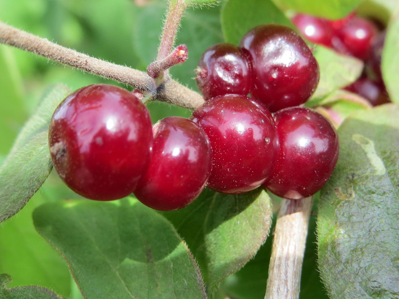 chevrefeuille