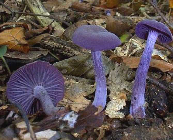 clytocibe