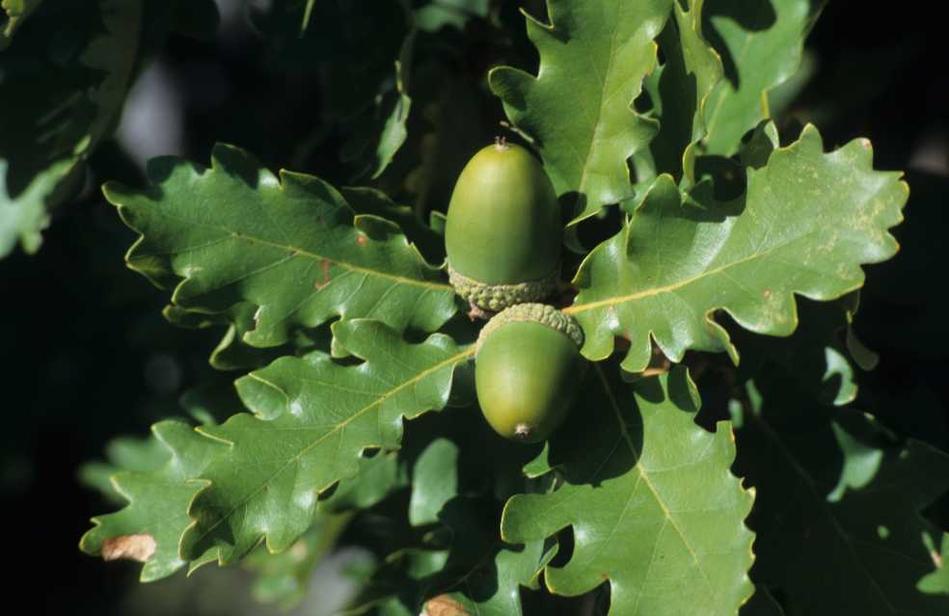 feuille et glands