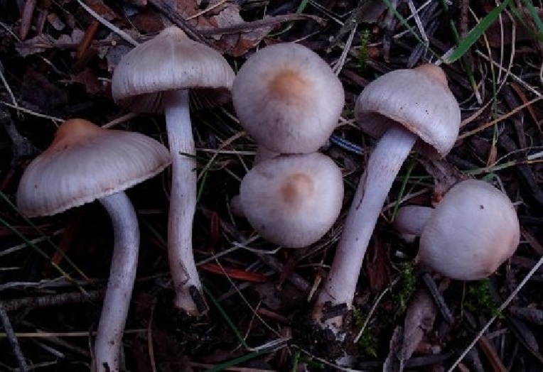 inocybe
