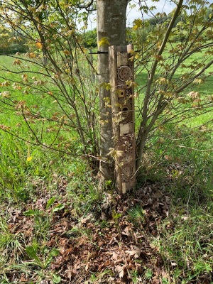 inscecte1