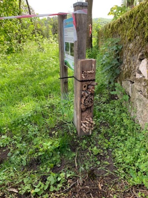 insecte3