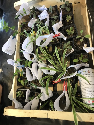 nos petites plantes