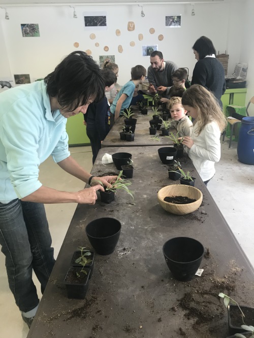 plantation des boutures